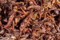 Entomophagy from insect Royalty Free Stock Photo