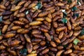 Entomophagy from insect Royalty Free Stock Photo