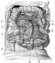 Entrails with their blood vessels.