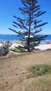 The Entrance Beach With Small Norfolk Pine Trees Looking Over the Ocean