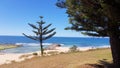 The Entrance Beach With Small Norfolk Pine Trees Looking Over the Ocean