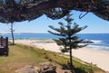 The Entrance Beach With Small Norfolk Pine Trees Looking Over the Ocean