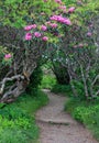 Entrance Craggy Garden Pinnacle Trail North Carolina Royalty Free Stock Photo