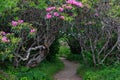 Entrance Craggy Garden Pinnacle Trail North Carolina Royalty Free Stock Photo