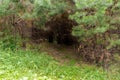 Entrance through dense thickets into dark, dangerous and mysterious coniferous forest with wild animals, selective focus Royalty Free Stock Photo
