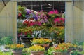 Entrance of a greenhouse completely full of multicolored flowers in external pots, on the internal tables and hanging on the walls Royalty Free Stock Photo