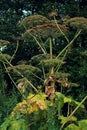 Hogweed Royalty Free Stock Photo