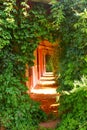 Entrance, overgrown lianes