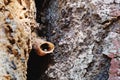 Entrance pipe of Stingless bees colony