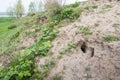 Entrance of a rabbit hole into a hillock