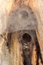 The entrance of the spider`s nest. spatial web,It is hidden in the hole. Spider home in rotten tree. Royalty Free Stock Photo
