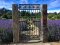 Entrance to blooming lavender garden