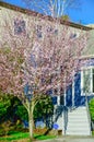 Entrance to blue house with blooming pink cherry flower in suburban Seattle Royalty Free Stock Photo