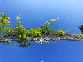 Entrance to the botanic garden in Tbilisi. Beautiful iron gate against the blue sky. Summer day in the city Royalty Free Stock Photo