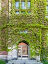 Entrance to building, wall is covered with ivy Royalty Free Stock Photo