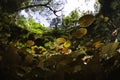 Entrance to the gran cenote