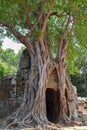 Entrance to mysterious, dark hidden jungle or forest old spooky tree growing out of stone temple ruins, angkor wat Royalty Free Stock Photo