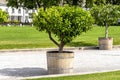 The entrance to the property is lined with pebbles on the road and decorative trees on the sides, in the background a lawn.