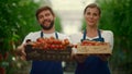 Entrepreneur couple farming tomatoes vegetable box at business farmers market. Royalty Free Stock Photo