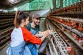 entrepreneur couple take eggs from a cage while holding tray Royalty Free Stock Photo