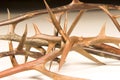 Entwined Black Loctus Thorns Royalty Free Stock Photo