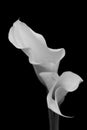 Entwined classic calla lilies rendered in monochrome Royalty Free Stock Photo