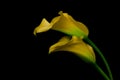 Entwined classic yellow calla lily flowers Royalty Free Stock Photo