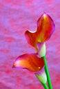 Entwined flaming calla lilies on abstract pink color backdrop