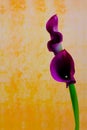 Entwined pair of blooming calla lilies with soft colorful grunge background