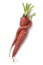 Entwined red carrots Royalty Free Stock Photo