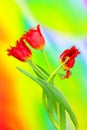 Entwined red lace fringed tulips against colorful background