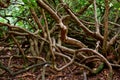 Entwined and Twisted Tree Branches