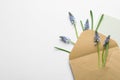 Envelope with beautiful spring muscari flowers and card on light background, flat lay Royalty Free Stock Photo