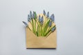 Envelope with beautiful spring muscari flowers on grey background Royalty Free Stock Photo