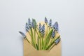 Envelope with beautiful spring muscari flowers on grey, top view Royalty Free Stock Photo