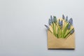 Envelope with beautiful spring muscari flowers on light background, flat lay Royalty Free Stock Photo