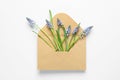 Envelope with beautiful spring muscari flowers Royalty Free Stock Photo
