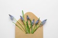 Envelope with beautiful spring muscari flowers on light background Royalty Free Stock Photo