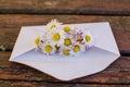 Envelope with camomiles on the wooden bench.