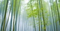 Enveloped in Mist, the Serene Bamboo Forest Unveils Nature\'s Ethereal Tapestry. Generative AI Royalty Free Stock Photo