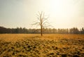 Environment, climate change and global warming concept. Dead tree in dry arid field Royalty Free Stock Photo