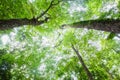 Environment concept. Spring Sun Shining Through Canopy Of Tall Trees Woods. Sunlight In Forest, Summer Nature.