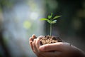 Environment Earth Day In the hands of trees growing seedlings. Bokeh green Background Female hand holding tree on nature field