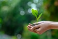 Environment Earth Day In the hands of trees growing seedlings. Bokeh green Background Female hand holding tree on nature field