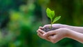 Environment Earth Day In the hands of trees growing seedlings. Bokeh green Background Female hand holding tree on nature field