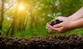 Environment Earth Day In the hands of trees growing seedlings. Bokeh green Background Female hand holding tree on nature field Royalty Free Stock Photo