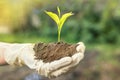 environment Earth Day In the hands of trees growing seedlings. Bokeh green Background Female hand holding tree on nature field Royalty Free Stock Photo