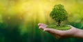 Environment Earth Day In the hands of trees growing seedlings. Bokeh green Background Female hand holding tree on nature field gra