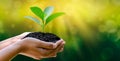 Environment Earth Day In the hands of trees growing seedlings. Bokeh green Background Female hand holding tree on nature field gra Royalty Free Stock Photo