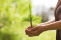 Environment Earth Day In the hands of trees growing seedlings. Bokeh green Background Female hand holding tree spruce on nature